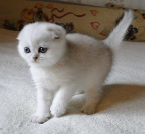 Шотландская вислоухая кошечка серебряного окраса, зеленоглазая